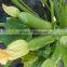 King F1 Hybrid Squash Seeds
