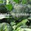Mid early maturity wide adaptability broccoli seeds syngenta broccoli seeds hybrid F1 seeds