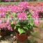 shaped and colors plants Bougainvillea spectabilis, paperflowers, young plants