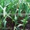 Garlic Dry Extract