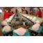 fruit sorting machine