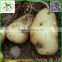 2016 Fresh Holland Potato Yellow Skin And Flesh Packing in Mersh Bags