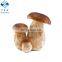 Wild Dried sliced porcini mushroom  boletus edulis
