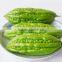 HOT PRODUCT FROZEN BITTER MELON HIGH QUALITY ANSD BEST PRICE