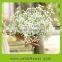 The most beautiful long stem gypsophila plants for home decoration