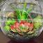 Hanging Round Artificial Succulent Plant Terrarium Glass