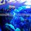 Cheap 48" led aquarium light with blue and white light