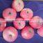 Best Selling Nutritious Apple Fuji Apples Chinese Fuji Apple