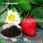 Oganic Potassium Humate fertilizer
