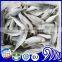 Frozen Seafoods Round Scad Fish For Canning