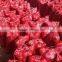 FRESH red onion