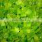 FROZEN DICED GREEN PEPPER