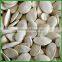 Sale Big Size Roasted and Salted Pumpkin Seeds with Best Quality