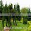 Aritificial green sculpture plastic plant statue artificial sculpture