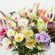 Tongxin different color grandiflorum guangdong factory 27051