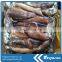 Frozen Illex Squid 100-150g