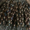 Turbolator  Heat Exchanger Turbolator