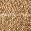 Sorghum, Sorghum Grains, Red Sorghum for Human and Animal Feed, for sale