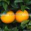 Frozen Orange Juice Concentrate,orange Concentrate Juice,natural Orange Juice Concentrate,fresh Concentrate Fruit Juice,