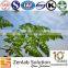Moringa powder extract