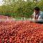 round shaped dried ejiao red jujube made in china