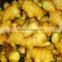 2016 New Crop HACCP Chinese Organic Fresh Ginger