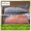Frozen Chum Salmon Fillet