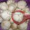 China Pure White Garlic pack in 10kg/mesh bag loosely