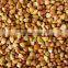 Buckwheat Husk Machine/Buckwheat Sheller/Buckwheat Dehulling Machine Price
