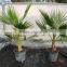 Washingtonia Robusta "Mexican Fan Palm"