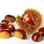 Natural Fresh Super Price New Work Chestnut Fresh Delicious Chestnut Price