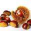 Quality Vegetables Premium Low Price Fresh Chestnut Fresh Delicious Chestnut Price Top Chestnut