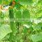 Manufacturers offer plant support netting with low price