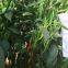 Green Pepper Seeds Sweet Pepper Greenhouse Plant Pepper Seeds No.30