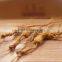 Natural Old Wild Ginseng Panax in Changbai Mountain