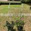 Hot Sale Grow Through Tomato Coated Decorative Moss Pole Garden Metal Climbing Life Plant Support