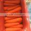 fresh red carrot