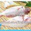 supply new catching fresh whole seabream fish