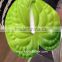 Top Quality Fresh Cut Top Quality Anthurium Andraeanum From Yunnan China