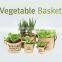 Promotional american football gifts DIY mini bonsai wholesale imported gifts , buy online gifts