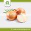 Yellow fresh onion price 2015