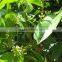 olive tree seedling
