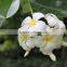 Natural plant Plumeria obtusa