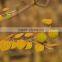 Landscape plant Cercidiphyllum japonicum seedling