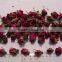 Rose buds