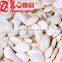 China Origin Drying Snow White Pumpkin Seeds