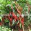 2016 New F1 hybrid popular red hot pepper seeds