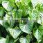 TINOSPORA CORDIFOLIA
