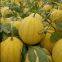 Yellow watermelon F1 hybrid sweet melon seeds fruit seeds no.89-2