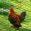 Wire Mesh Size 13mm/16mm/19mm/25mm Hexagonal Galvanized Chicken Fence